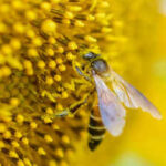 As bee population collapses, US apiarists fear research cuts As bee population collapses, US apiarists fear research cuts