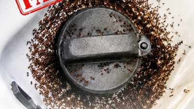 BPCL :E20 petrol attracts ants? BPCL responds to viral claim, explains matter |