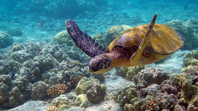 SOP released to conserve sea turtles across 36 islands of Lakshadweep | India News