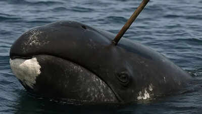 In 2007, scientists found a 100-year-old weapon inside a whale, and what it revealed was extraordinary |