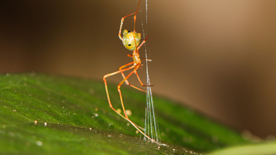 The ‘ballista spider’: Scientists discover a tiny spider that launches ants with 140 times the force of gravity |