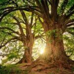 Trees have a hidden climate superpower: They keep absorbing carbon long after growth stops | Trees have a hidden climate superpower: They keep absorbing carbon long after growth stops |