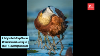 A fluffy bird with 8 legs? How an African Jacana dad carrying his chicks is a sweet optical illusion |