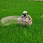 15 India-bound ships carrying urea, DAP and sulphur cross Hormuz: Govt