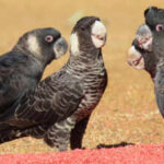 Scientists tracked endangered Australian cockatoos for three breeding seasons and found pesticides in 80% of seed samples, some hundreds of times above regulatory limits Scientists tracked endangered Australian cockatoos for three breeding seasons and found pesticides in 80% of seed samples, some hundreds of times above regulatory limits