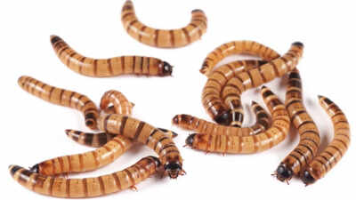 Scientists tested pet-store ‘superworms’ on animal specimens and found the beetle larvae can clean skeletons for museums without harsh chemicals or bone damage