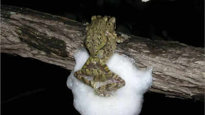Female African treefrogs mate with several males simultaneously; together they whip up a larger foam nest that protects hundreds of eggs from drying out