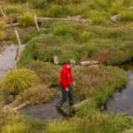 Conservationists filled in 1.2km of a man-made river channel and allowed the water to spread naturally; the new Somerset wetland is now attracting rare wildlife