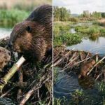 Beavers do far more than build dams: These 20-kilogram rodents create wetlands, raise groundwater and lock away carbon |