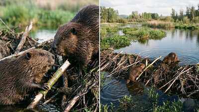 Beavers do far more than build dams: These 20-kilogram rodents create wetlands, raise groundwater and lock away carbon |