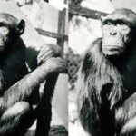 Famous chimpanzees solved puzzles that changed how humans understood intelligence, but their move to Berlin had a tragic ending Famous chimpanzees solved puzzles that changed how humans understood intelligence, but their move to Berlin had a tragic ending