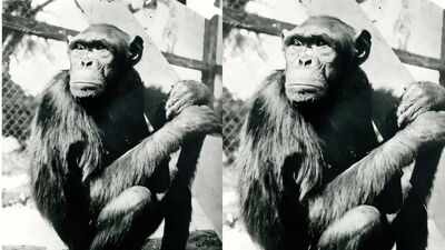 Famous chimpanzees solved puzzles that changed how humans understood intelligence, but their move to Berlin had a tragic ending