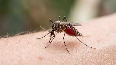 Human blood is becoming a preferred choice for mosquitoes, and scientists think Brazil’s disappearing forests may be the reason |