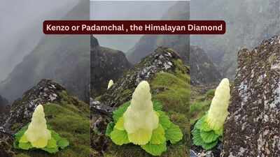 Taller than humans, blooming once in seven years: Meet the rare Himalayan ‘Diamond’ flower that defies nature |