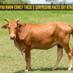 Think you know cows? These 5 surprising facts say otherwise Think you know cows? These 5 surprising facts say otherwise