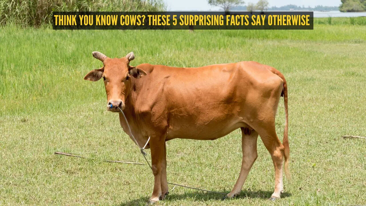 Think you know cows? These 5 surprising facts say otherwise