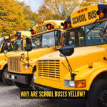 Why are school buses yellow? The fascinating reason behind the colour everyone recognises