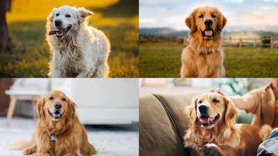 Golden Retriever Nicknames: 7 cool nicknames for your pet Golden Retriever |