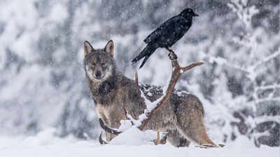 Scientists thought ravens followed wolves for food. A 2.5-year GPS study told a different story.