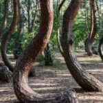 Scientists are racing to solve the mystery of Poland’s 90-year-old Crooked Forest before its bizarre C-shaped pine trees die out forever |