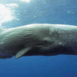 Scientists use AI to decode sperm whale communication, discovering a possible phonetic alphabet and revealing that Mediterranean sperm whales have different dialects by region Scientists use AI to decode sperm whale communication, discovering a possible phonetic alphabet and revealing that Mediterranean sperm whales have different dialects by region