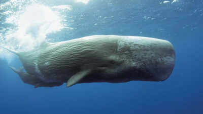 Scientists use AI to decode sperm whale communication, discovering a possible phonetic alphabet and revealing that Mediterranean sperm whales have different dialects by region