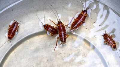 Think leftovers attract cockroaches? These everyday kitchen items may be the real culprits |