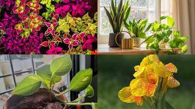 Monsoon Gardening Tips: Want a lush garden this monsoon? These 7 fast-growing plants thrive with almost no care
