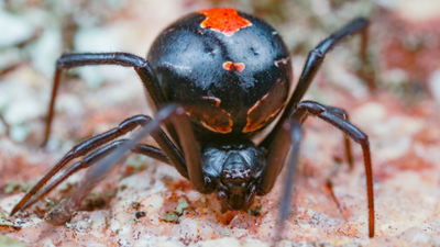 Male redback spiders somersault directly towards a female’s fangs during mating; scientists found the bizarre behaviour may come from surprisingly simple genetics