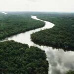 In 2003, China planted small islands of native trees along a degraded river; 20 years later they held only 19–30% of an intact forest’s diversity and biomass In 2003, China planted small islands of native trees along a degraded river; 20 years later they held only 19–30% of an intact forest’s diversity and biomass
