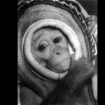 In 1960, Nasa launched rhesus monkey Miss Sam on a Mercury escape test, reaching 1,800 mph before she landed safely in the Atlantic | In 1960, Nasa launched rhesus monkey Miss Sam on a Mercury escape test, reaching 1,800 mph before she landed safely in the Atlantic |